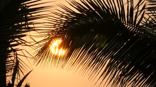 Impresionante belleza de la puesta de sol roja de un gran sol sobre el telón de fondo de hojas de palma — Vídeo de stock