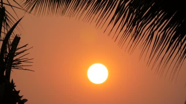 Приголомшлива краса червоного заходу великого сонця на тлі пальмового листя — стокове відео