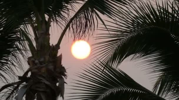 Grande pôr-do-sol sol vermelho contra fundo de folhas de palma — Vídeo de Stock