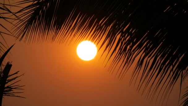 Superbe beauté du coucher de soleil rouge d'un grand soleil sur fond de feuilles de palmier — Video