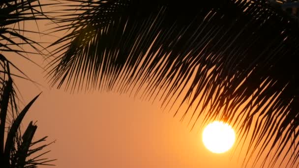 Beleza impressionante do pôr-do-sol vermelho de um grande sol contra o pano de fundo das folhas de palma — Vídeo de Stock
