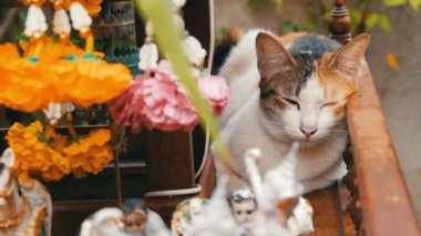 Geleneksel Budist sunak Tayland, bahçedeki çiçekler ve çeşitli sembolik figürler ile dekore edilmiştir. Kedi kırmızı renk sunak üzerinde oturur
