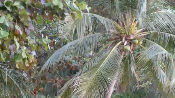 Кокосове дерево на пляжі. Великі зелені кокоси на пальмовому дереві крупним планом вид знизу — стокове відео