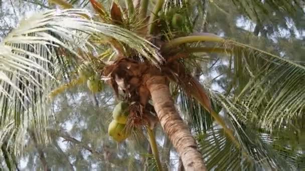 Kokosnoot boom op strand. Grote groene kokosnoten op een palmboom close-up van onderaf — Stockvideo