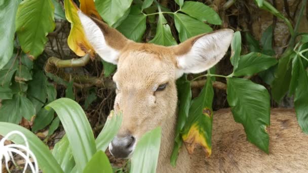 Widok powierzchni piękny Jeleń siedzi w zielony krzew. Ręka sarna w zoo khao kheo, Pattaya, Tajlandia — Wideo stockowe