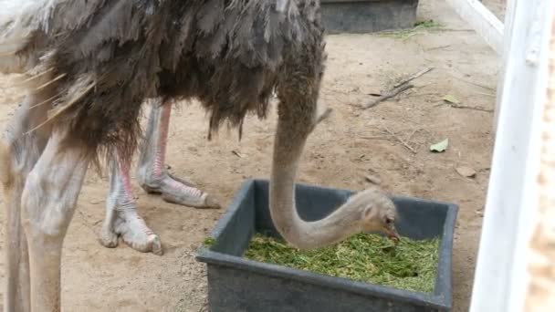 Struisvogels eten in dierentuin van khao kheo Thailand — Stockvideo