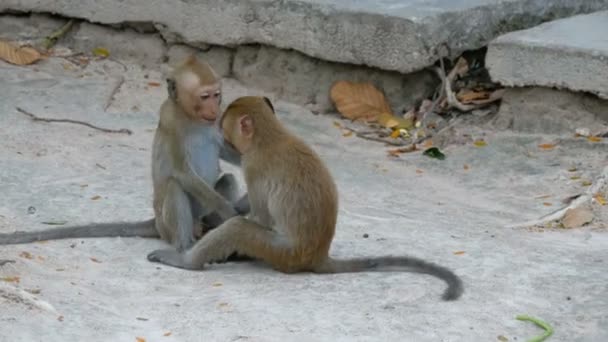 Macacos lutar ou jogar na rua — Vídeo de Stock