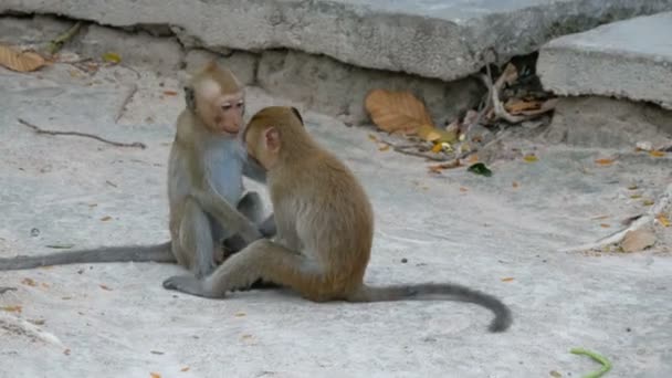 Singes se battre ou jouer dans la rue — Video