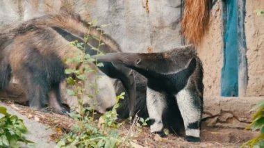 Anteaters çifti khao kheo Hayvanat Bahçesi, Tayland olduğunu