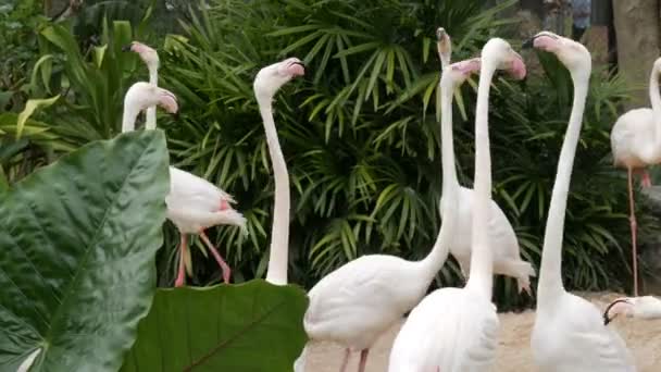 Стая белых фламинго гуляет по пруду в зоопарке — стоковое видео