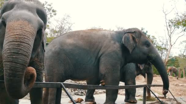 Les éléphants indiens mangent de l'herbe derrière une clôture au zoo 