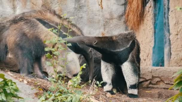 Anteaters çifti khao kheo Hayvanat Bahçesi, Tayland olduğunu — Stok video