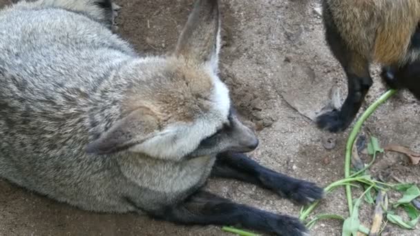 Famiglia di volpi dalle orecchie di grotta nel recinto dello zoo khao kheo — Video Stock