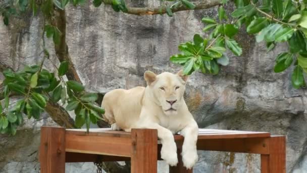 Leoa branca bonita senta-se sob os ramos de uma árvore verde no zoológico de khao kheo Tailândia — Vídeo de Stock