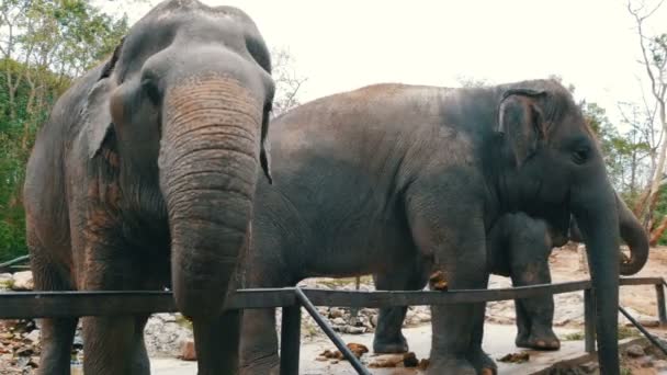 Os elefantes indianos comem a grama atrás de uma cerca no zoológico — Vídeo de Stock