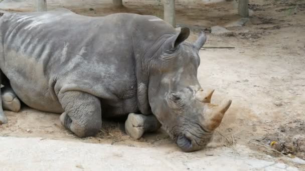 Носорог лежит на земле в зоопарке Khao Kheo Таиланд — стоковое видео