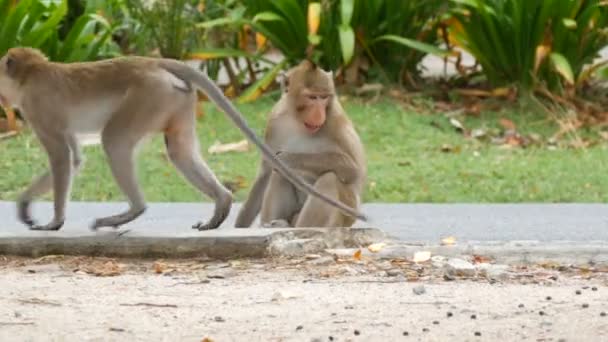 Affe sitzt direkt auf der Straße und isst — Stockvideo