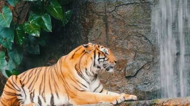 Прекрасний величний тигр на тлі мальовничого водоспаду — стокове відео