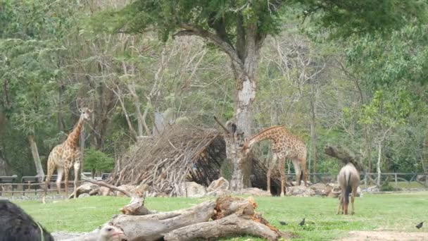 アフリカのサバンナの動物は、タイの世界有名なカオ kheo 動物園の空き地で放牧します。キリン、バッファロー、ダチョウ — ストック動画