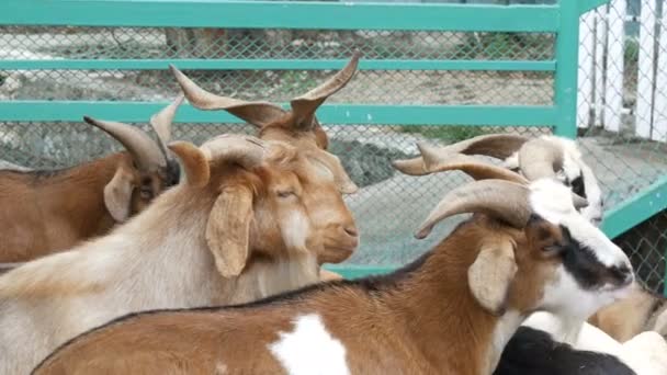 Stádo koz na kozí farmě — Stock video