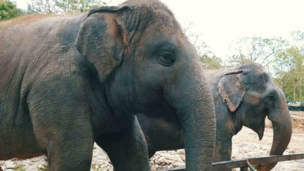 Indian elephants eat grass behind a fence at zoo — Stock Video