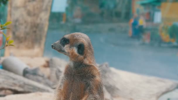 Lustiges Erdmännchen oder Suizid in der Nähe von Höhlen im Zoo — Stockvideo