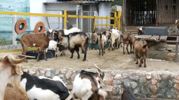 Kudde geiten op geiten boerderij — Stockvideo