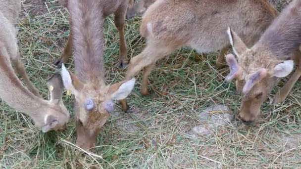 Besättningen av hjortar som betar i skogen — Stockvideo