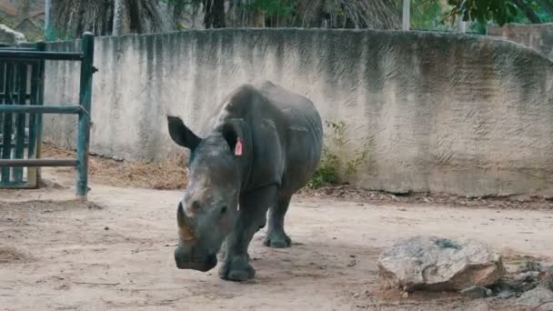 Si Racha, Tayland - 11 Ocak 2018: Gergedan dünya ünlü hayvanat bahçesi khao kheo yürür — Stok video