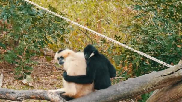 Gibão preto e branco estão sentados no ramo. preto gibbon abraço branco — Vídeo de Stock