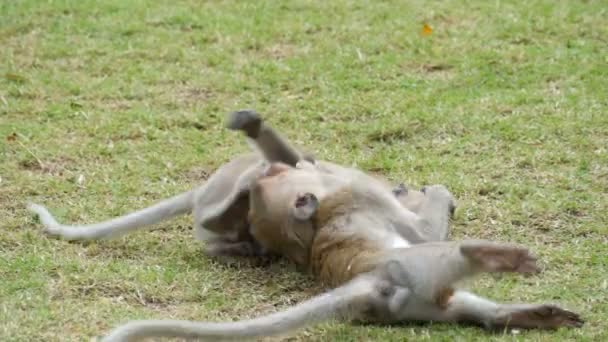 Singes se battre ou jouer dans la rue 