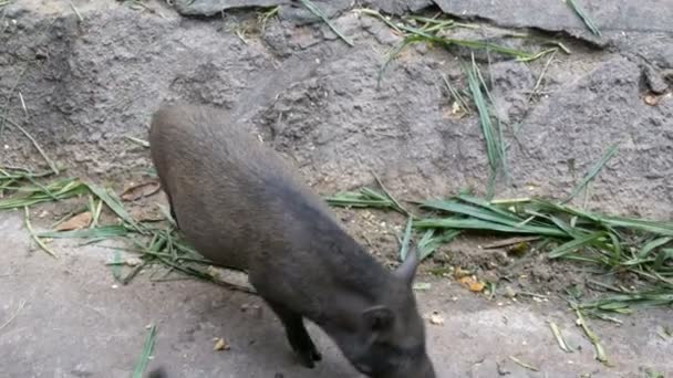 Černý chlupatý kanci žerou trávu na zemi — Stock video