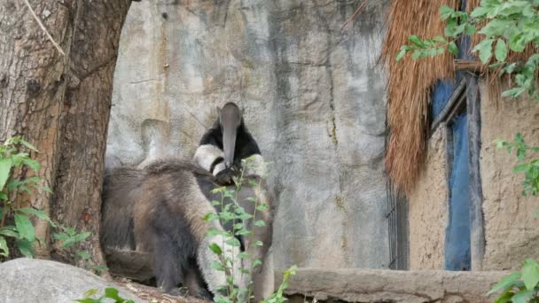 Par de tamanduás está no jardim zoológico khao kheo, Tailândia — Vídeo de Stock