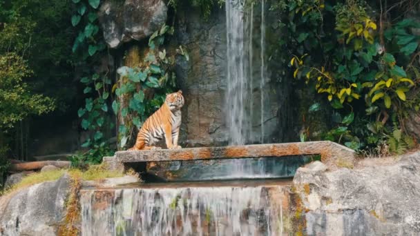 Beautiful majestic tiger on the background of picturesque waterfall — Stock Video