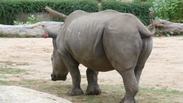 Си Рача, Таиланд - 11 января 2018 года: Носорог ходит по всемирно известному зоопарку хао хео — стоковое видео