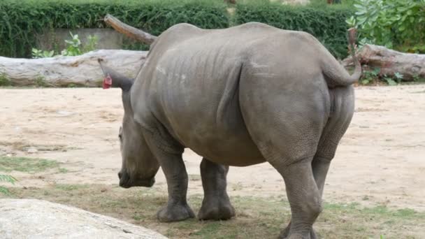 Si Racha, Thailand - 11 januari 2018: Neushoorn loopt rond de wereld beroemde dierentuin khao kheo — Stockvideo