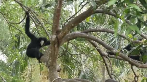 Black Gibbon ride on the tree branches — Stock Video