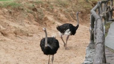 Devekuşları khao kheo Tayland zoo çevresinde yürüyüş
