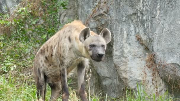 Hyena fica em uma rocha no zoológico — Vídeo de Stock