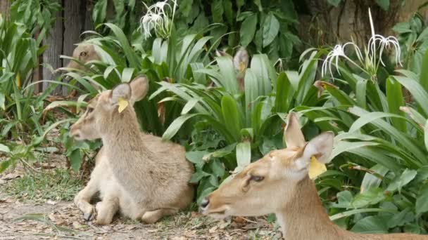 Bela veado sentar em arbustos verdes. Veado de mão no jardim zoológico khao kheo, Pattaya, Tailândia — Vídeo de Stock