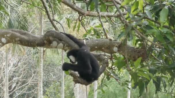 Black Gibbon ride on the tree branches — Stock Video