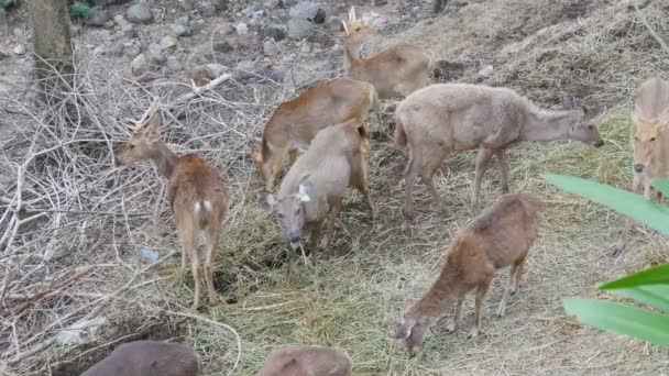 Manada de ciervos pastando en el bosque — Vídeos de Stock