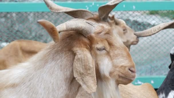 Kudde geiten op geiten boerderij — Stockvideo