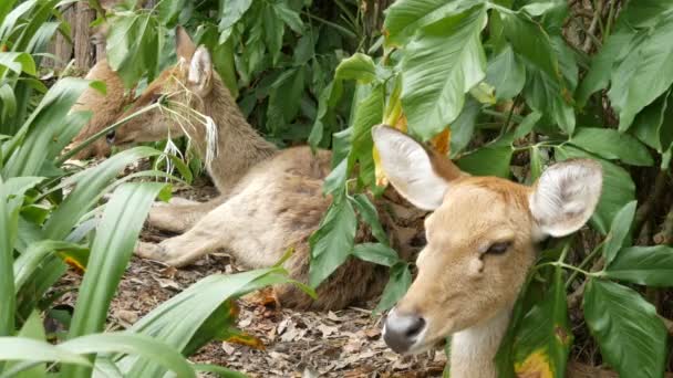 Beautiful deer sit in green bushes. Hand deer in zoo khao kheo, Pattaya, Thailand — Stock Video