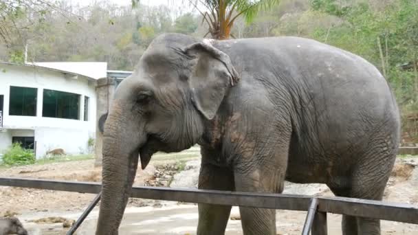 Indische olifant achter een hek in dierentuin — Stockvideo