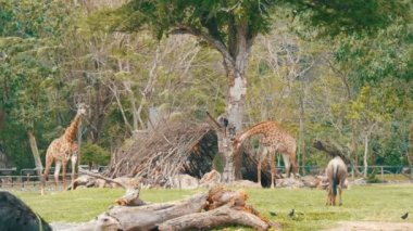 Afrika savana hayvanlar dünya ünlü khao kheo Zoo Tayland glade otlatmak. Zürafalar, manda, deve kuşları