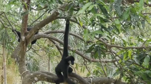 Černý Gibbon jezdit na větve stromu — Stock video