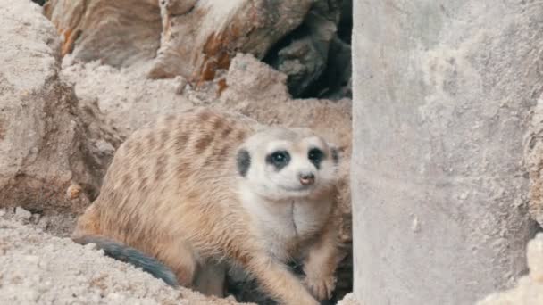 Zabawny meerkat lub suricate w pobliżu nory w zoo — Wideo stockowe