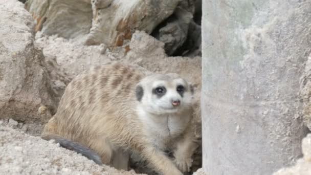 Grappige meerkat of suricate in de buurt van holen in de dierentuin — Stockvideo