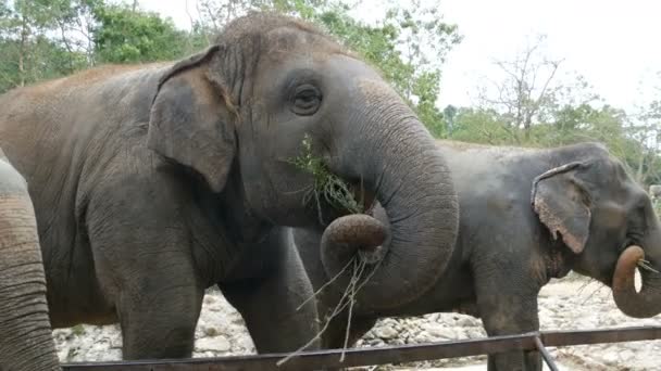 Indian elephants eat grass behind a fence at zoo — Stock Video